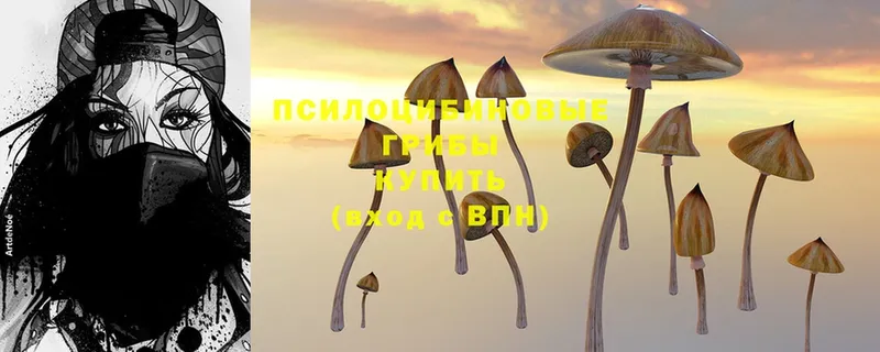 KRAKEN ссылки  Болгар  Псилоцибиновые грибы Cubensis 